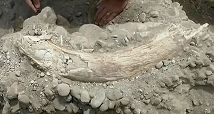 美国爱达荷州男子在自家碎石坑中发现万年前长毛象象牙