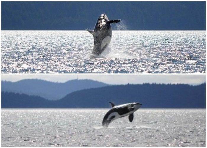 再次出现的“老奶奶”令科学家为它的长寿震惊。