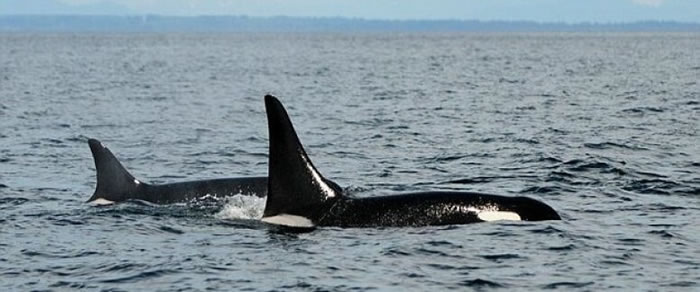 专家们靠著“老奶奶”背鳍上的特殊白斑认出它。