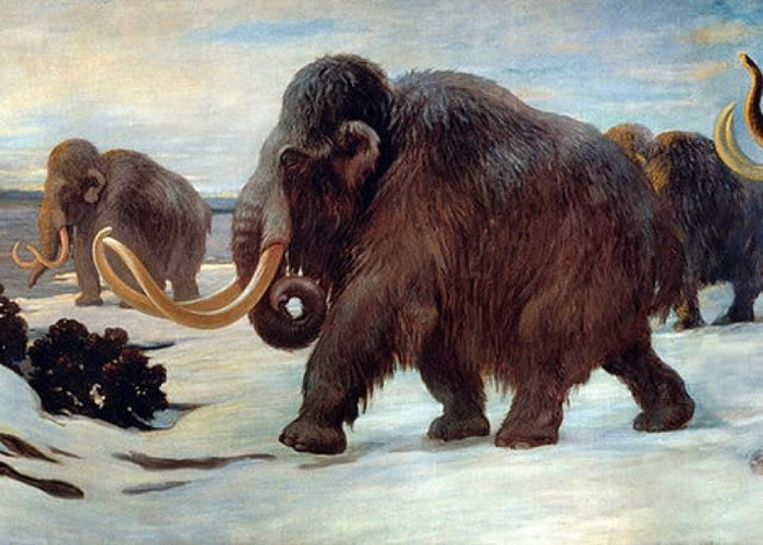 研究人员指圣保罗岛长毛象绝种或是因为缺乏清水。(资料图片)