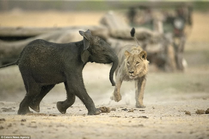 ������֮����������ʳ���򣺽�Ͳ�Τ��ʨ����С�󵱴��