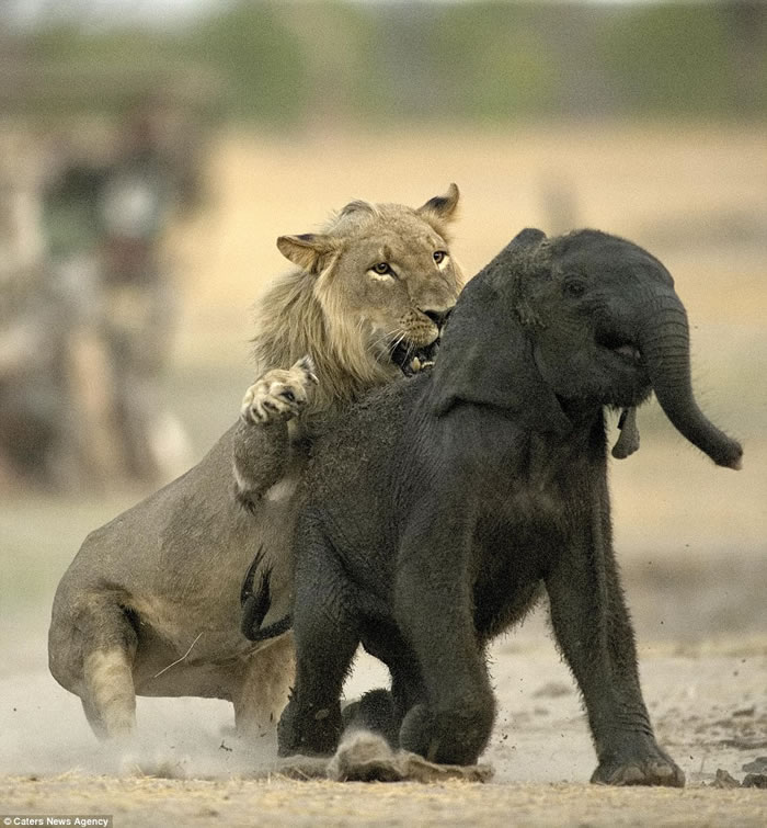 ������֮����������ʳ���򣺽�Ͳ�Τ��ʨ����С�󵱴��