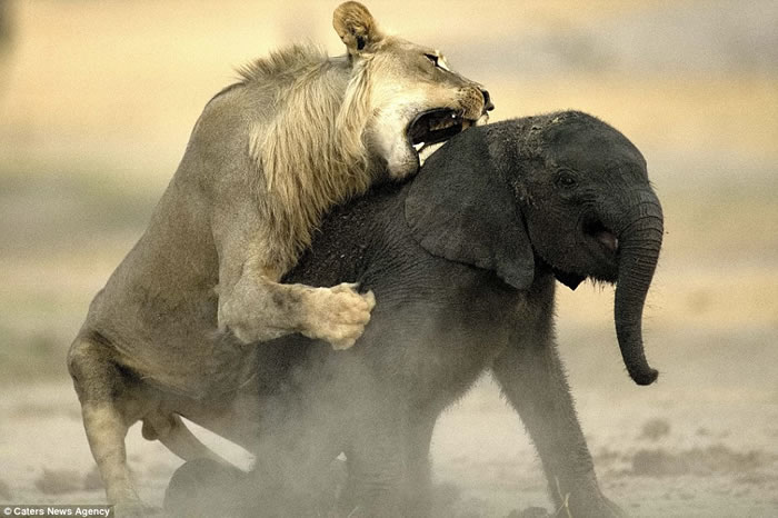 ������֮����������ʳ���򣺽�Ͳ�Τ��ʨ����С�󵱴��