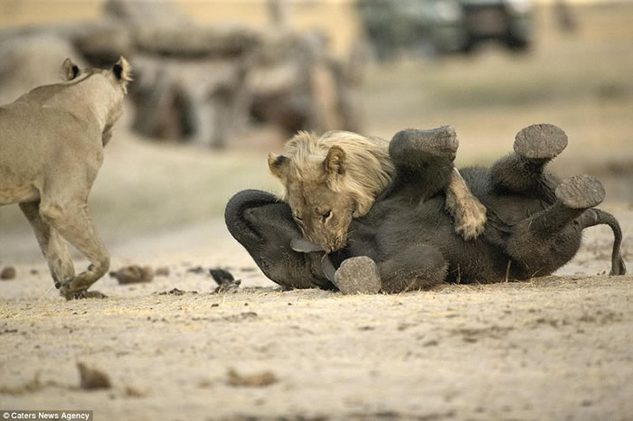 ������֮����������ʳ���򣺽�Ͳ�Τ��ʨ����С�󵱴��