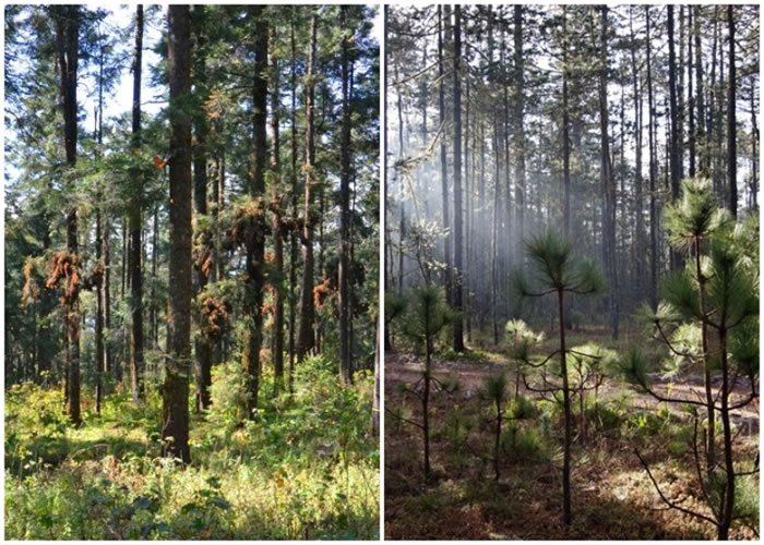 松树(右)和冷杉(左)的生长环境受威胁。