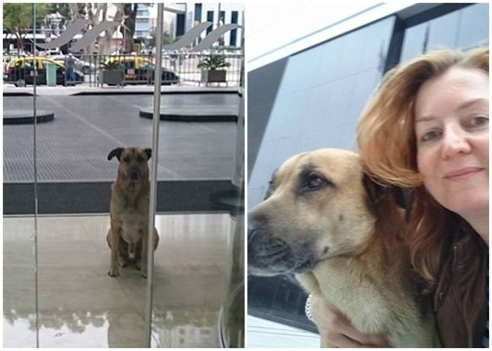 鲁比奥的坚持感动了西弗斯,人狗现时生活愉快。