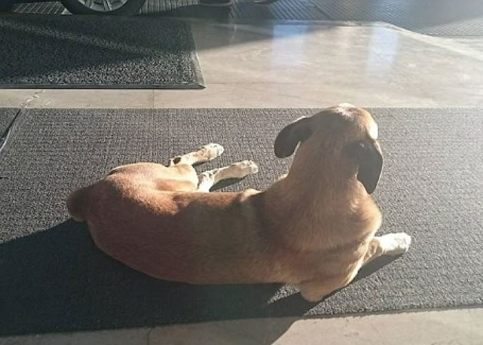 鲁比奥每天到西弗斯留宿的酒店门前等候。