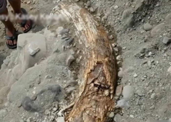 美国男子挖出万年前哥伦比亚长毛象牙 专家称新发现如“大海捞针”
