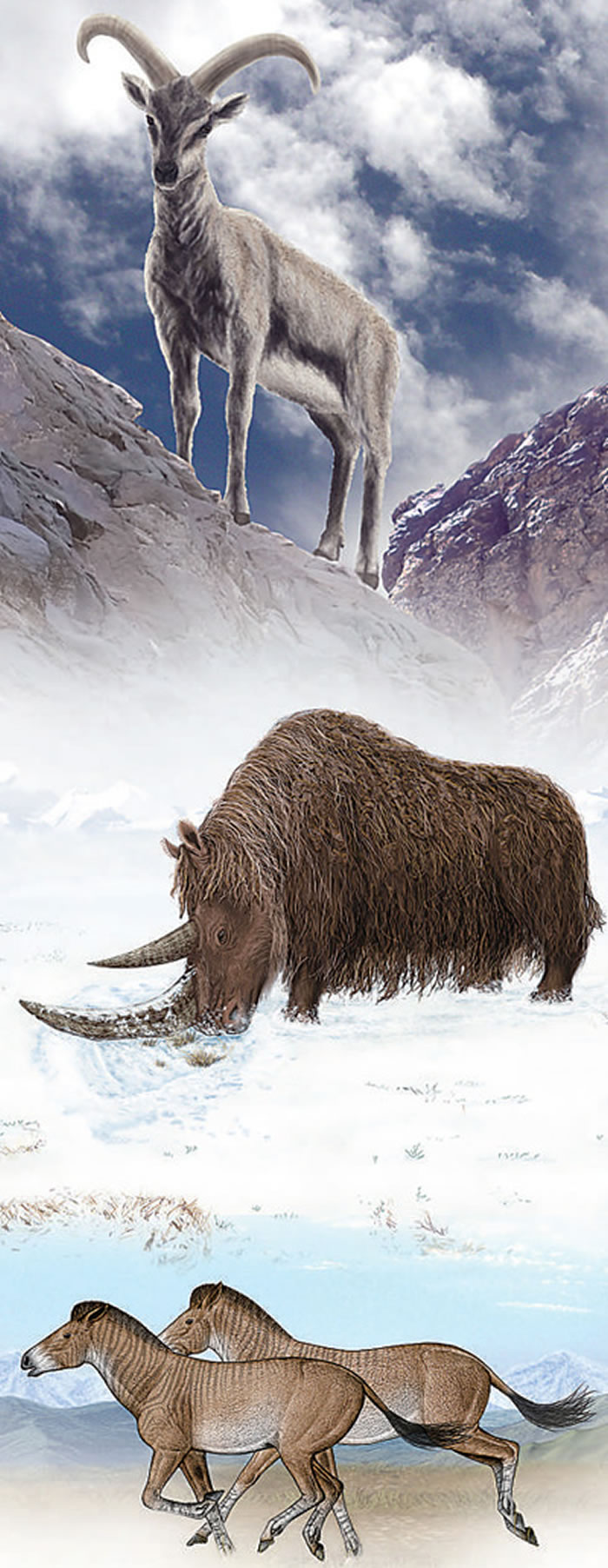 从上到下依次为喜马拉雅原羊、西藏披毛犀、札达三趾马的复原图。(中科院古脊椎所供图 制图:李姿阅)