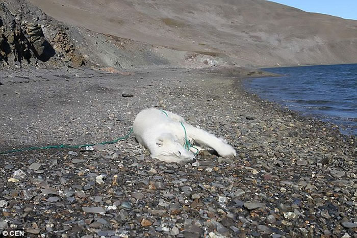 Ų���������ӵ����ױ������������˹��ѧ�ҿ�ǹ��ɱ