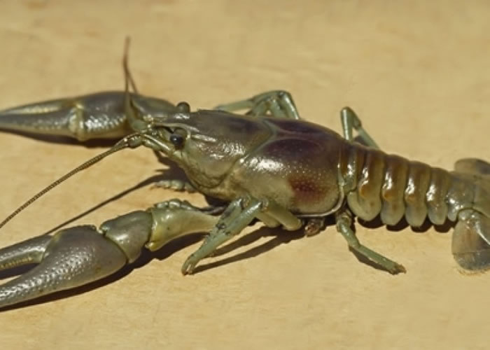 С��Ϻ��������������Ӣ���������ǻ���Ҽ��������ԵĲ�ʳ�ߡ�