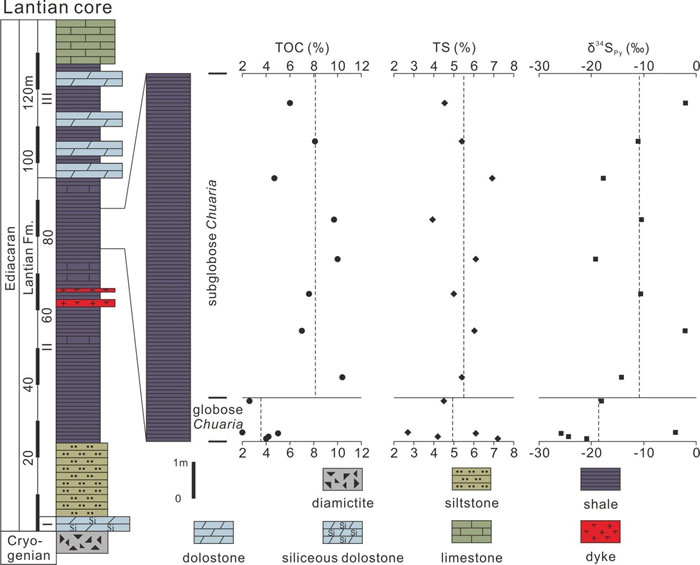 ������о��״ͼ�Լ�Chuaria�����λ�����л�̼������ͻ�������ͬλ��