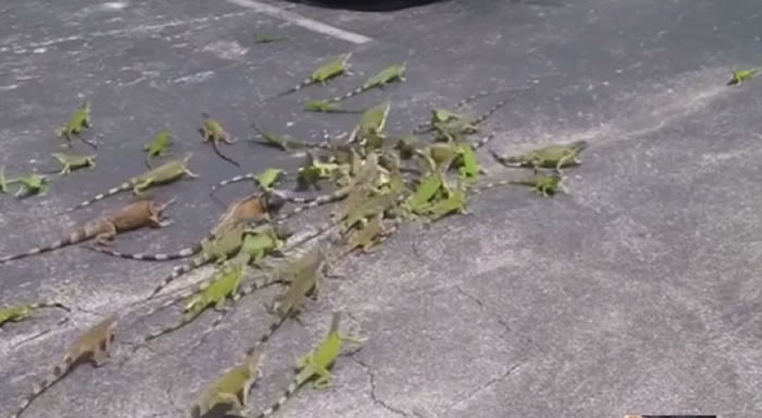 哥斯拉打群架?几十只绿鬣蜥为一片土司争夺