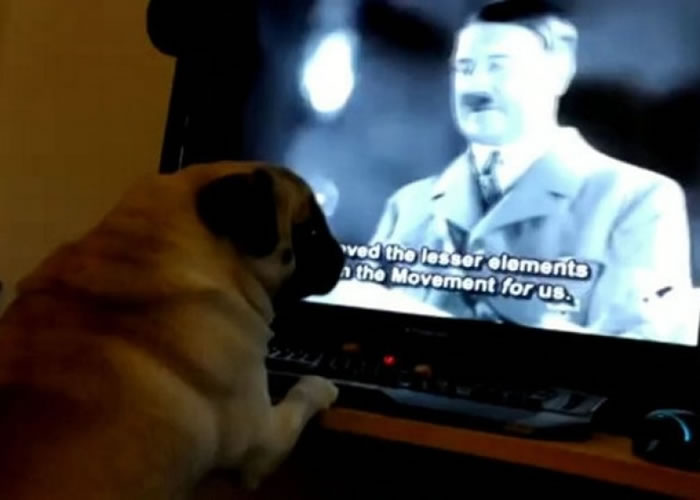 一名男子亦因上载带纳粹主义的片段而被捕,片中的狗狗正观看希特勒演说。