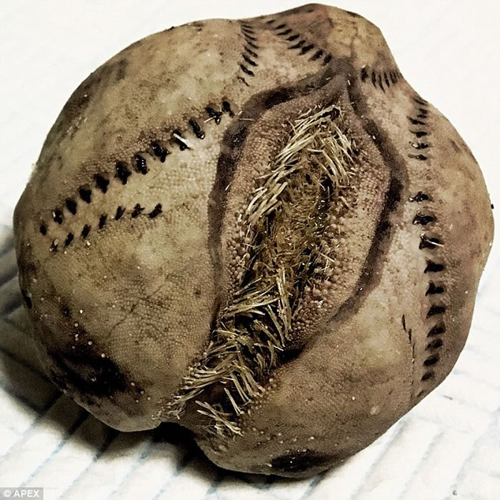 Ӣ���������ִ����ֲ������ε��� ������������Ϯ�ֻ�