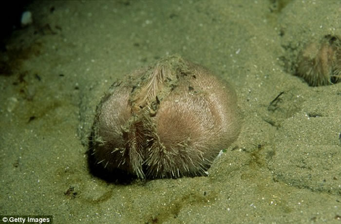 Ӣ���������ִ����ֲ������ε��� ������������Ϯ�ֻ�