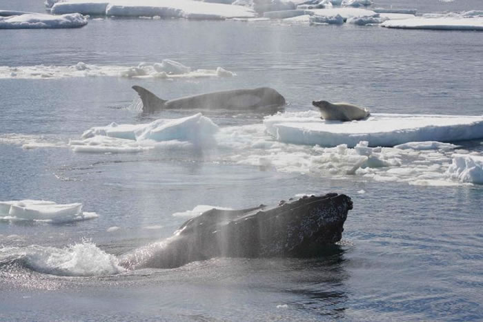 ���������ϼ����������Ƭ�У�һֻ��������һֻʳз������������ͷ���赲����ͷ�������������Ŀǰ�Ѿ����ֺü��������Ƶİ����� PHOTOGRAPH BY ROBE