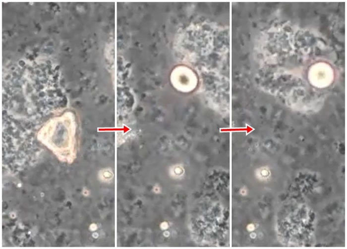特制油滴(微黄色部分)在液体中会像变形虫般“游泳”。