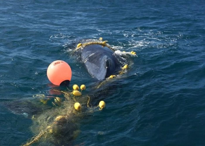 ���޻ƽ𺣰�������ͷ������������