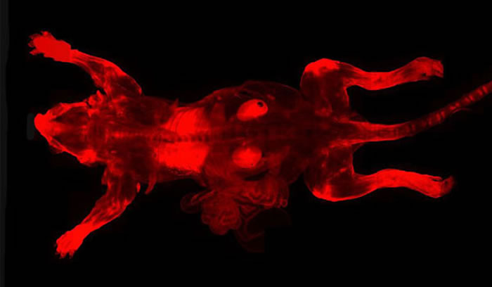 uDISCO技术可以把整个动物变透明