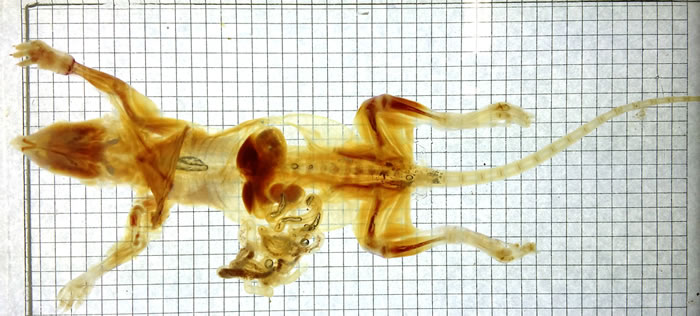 uDISCO技术可以把整个动物变透明