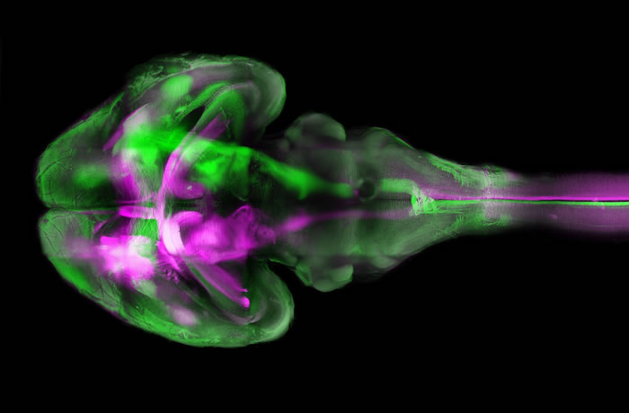 uDISCO技术可以把整个动物变透明