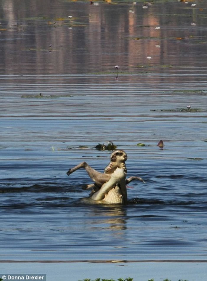 澳洲沼泽4公尺大鳄鱼30秒把袋鼠吞下肚
