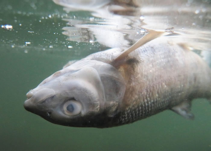 寄生虫疫情造成了大量河鱼死亡。