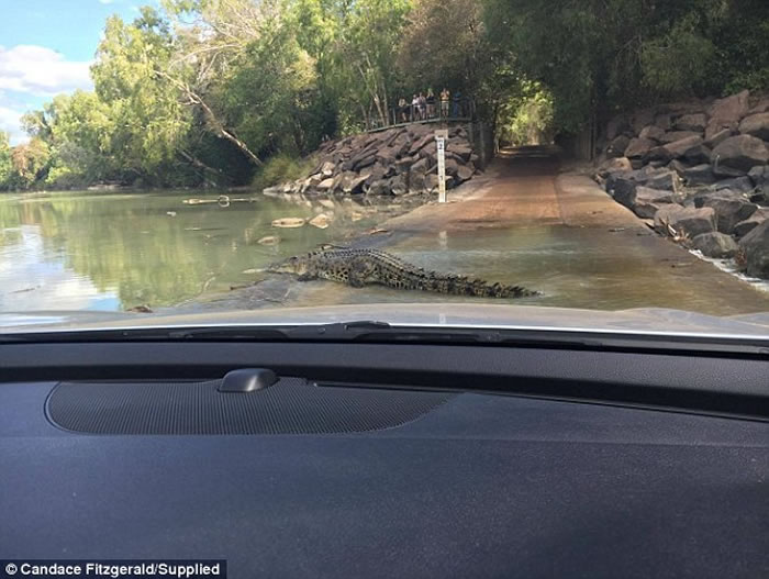 澳洲居民驾车横过河流 遇到鳄鱼挡路