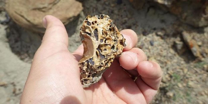 ͼΪ���ɴ����ݱ���������Ϫ�ز� ��Hell Creek Formation����ɽ�ر��㷢�ֵĿ����Źǡ����Źǳʷ���״��������׿�˹����������Ҫ�ص㡣