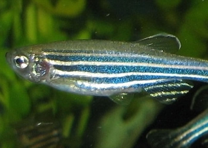 研究人员透过研究斑马鱼,得出今次成果。