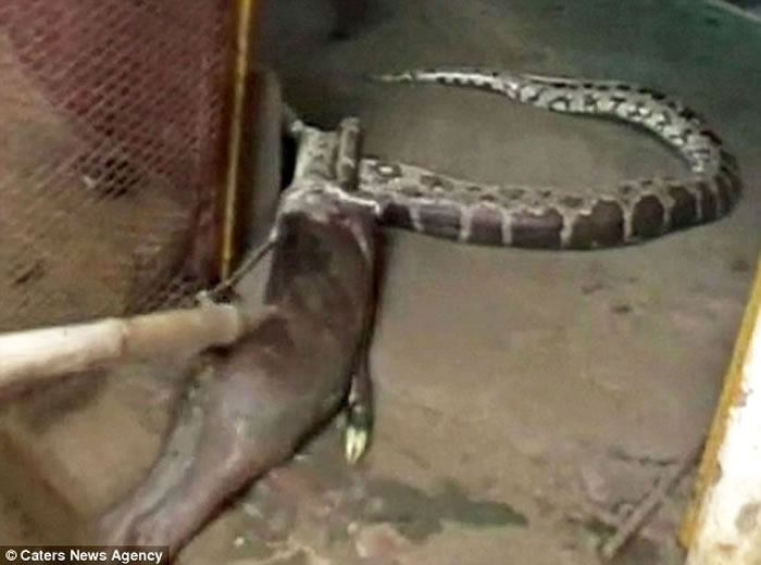 印度3.6公尺蟒蛇吞下整头羚羊 最后反刍吐出来