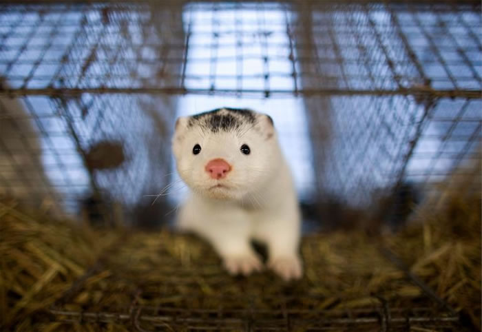 中国貂皮农场,一只貂从打开的笼子中探出头来。业者并未受到太多法律的规范,而在中国也没有任何动物福利法来保护动物。 PHOTOGRAPH BY DIEGO AZU