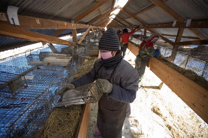 中国貂皮农场中,一名工作人员拿起装着貂的笼子。中国是世界上貂皮产量最大宗的国家。 PHOTOGRAPH BY DIEGO AZUBEL, EPA/REDUX