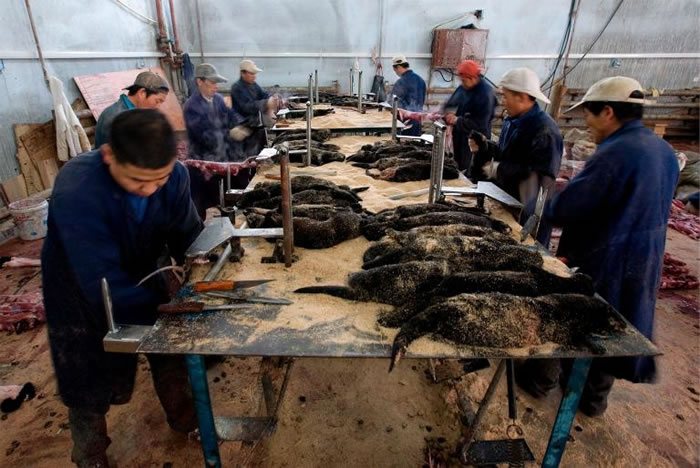中国的皮草农场,工人们正在剥貂皮。虽然中国是貂皮和貂皮大衣的出口大国,他们仍然从欧洲和北美进口大量的皮草。 PHOTOGRAPH BY DIEGO AZUBEL