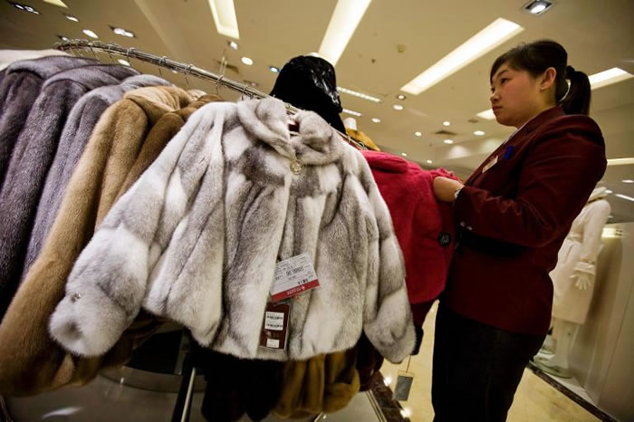 中国的需求量帮助了皮草产业的发展,但哥本哈根皮草,这间全球最大的毛皮贩卖商,却连续几年出现产量下滑的现象。 PHOTOGRAPH BY DIEGO AZUBEL