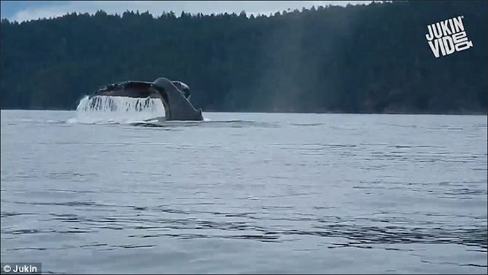 ���ô���ͷ����ľ����ͻԾ�� �ο;�ϲ�侪��