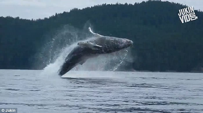 ���ô���ͷ����ľ����ͻԾ�� �ο;�ϲ�侪��