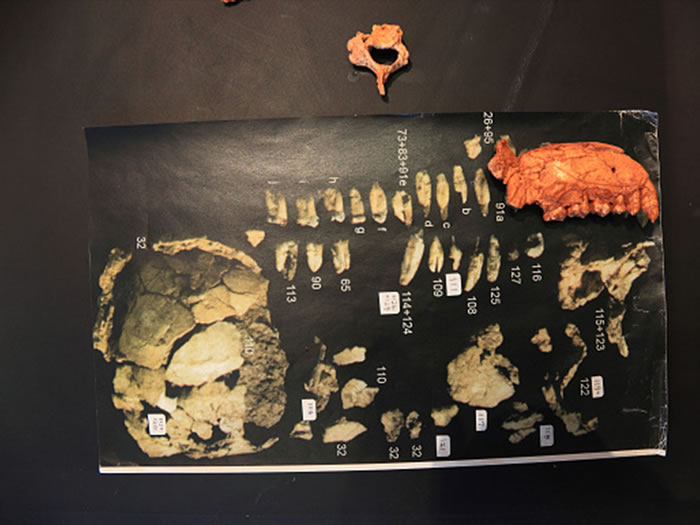 最新研究认为320万年前南方古猿阿法种“露西”是从树上失足摔死