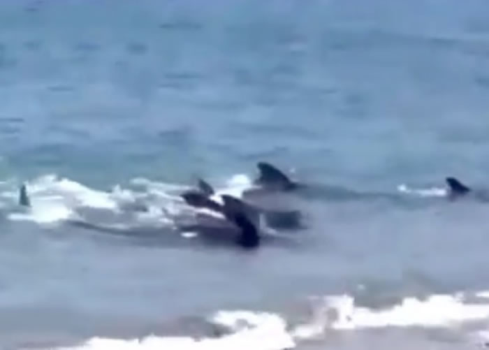 鲸鱼游向浅水区。