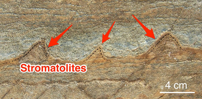 格陵兰岛岩石中发现地球最古老化石——37亿年前叠层石