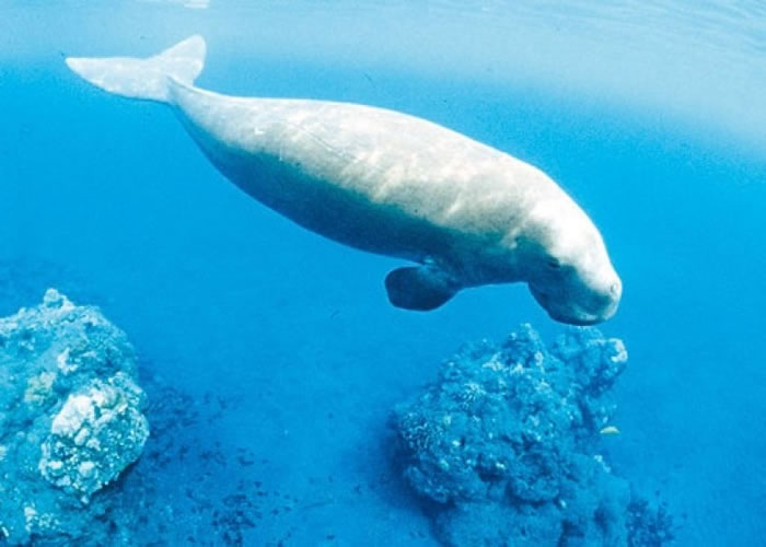 бҰžձʾڸʳޣͼʧͼƬ