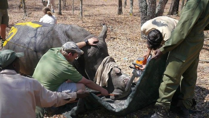 ͲΤΪֹϬţɱ Ϊ700ͷϬţȥ