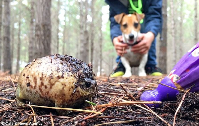 南非森林雨蛙虚张声势 鼓胀身体尖叫吓人