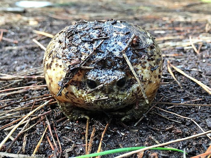 南非森林雨蛙虚张声势 鼓胀身体尖叫吓人