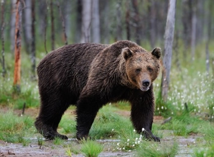 事发现场偶尔有巨熊出没。(资料图片)