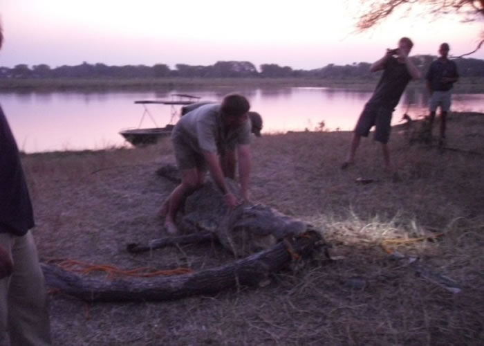 哈里王子(图中)于拯救鳄鱼行动都未曾假手于人。