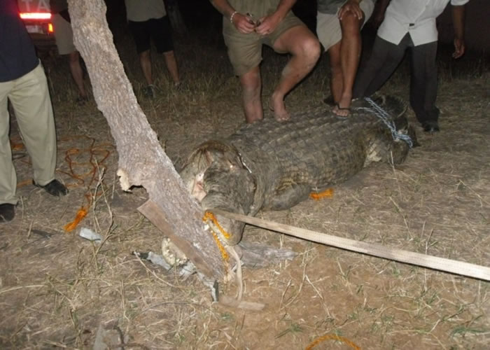 被困鳄鱼口内有铁钩,脚上亦被锁链缠绕。