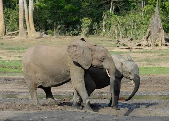 非洲森林大象数量大幅减低。