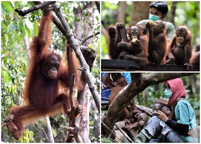 野生婆罗洲猩猩已被列入濒危物种,拯救刻不容缓。